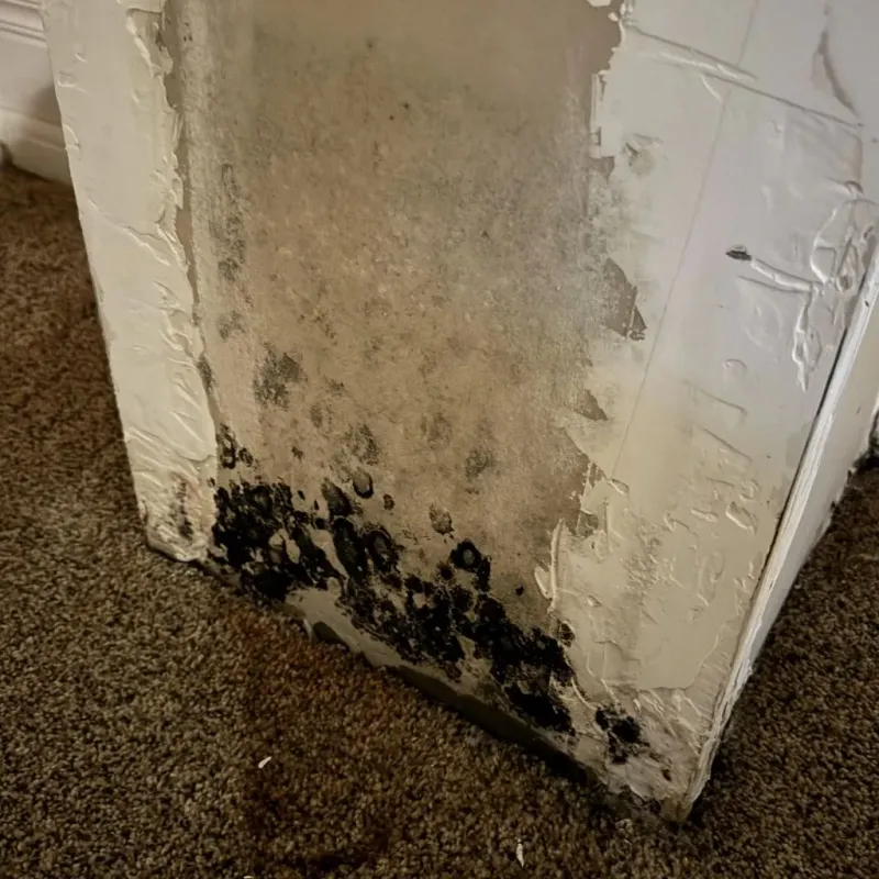 Professional Mold Removal in Washington County, MS